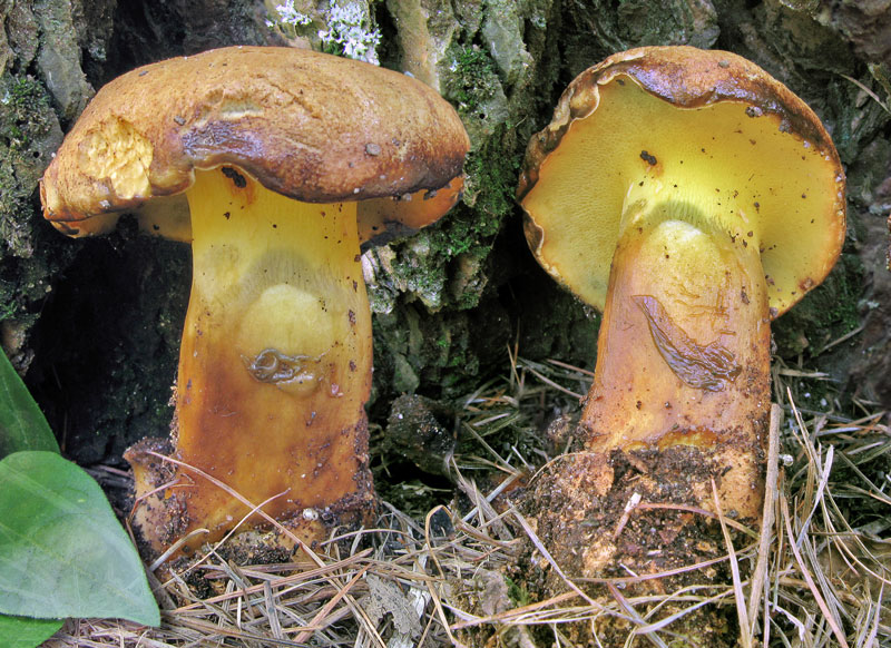 Termofilo dicesi di organismo che preferisce temperature relativamente